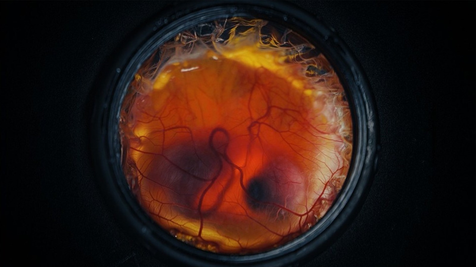 Colossal Biosciences Hatches Chicks in 3D-Printed Eggshells